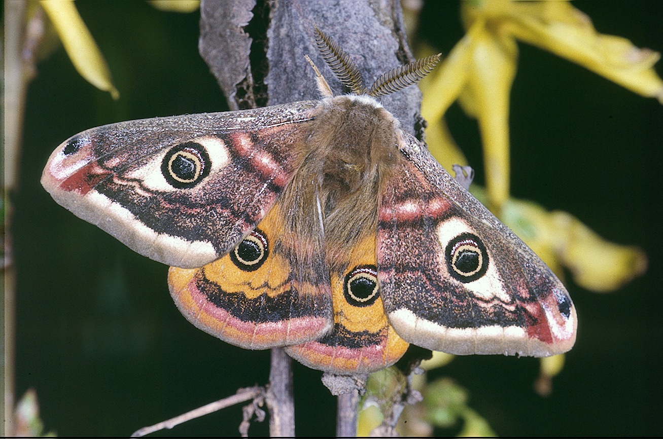 Emperor Moth